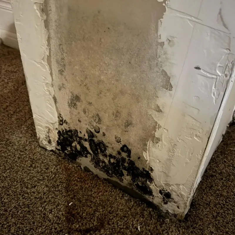 Professional Mold Removal in Frontier County, NE